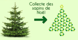 collecte-sapins